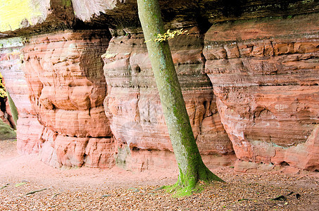 沙石岩和树干图片