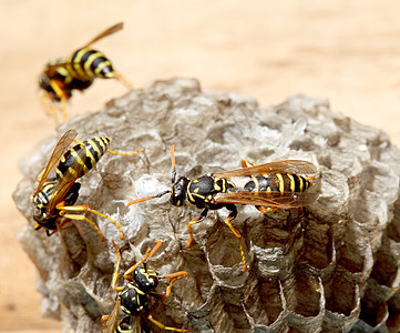 墙上的植物 Hymenoptera荒野团体黑色危险黄色宏观野生动物航班生活动物图片