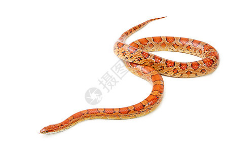 白色背景的玉米蛇宠物曲线橙子荒野危险濒危动物学野生动物滑行动物图片