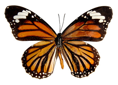 白色背景上的蝴蝶 孤立的红色宏观黑色翅膀动物鳞翅目工作室图片