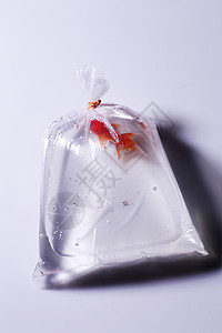 金金鱼动物塑料橙子生态冒险宠物金子生活游泳金鱼图片