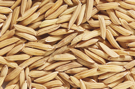 大米饭收成稻田生产食物粮食主食茉莉花农场培育图片
