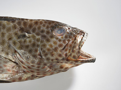 鱼兽头鳟鱼食品平原摄影动物鳞片状死动物淡水影棚图片