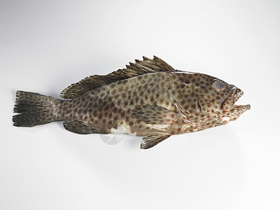 鱼动物纯色鳞片状鳟鱼棕色背景主题背景图片