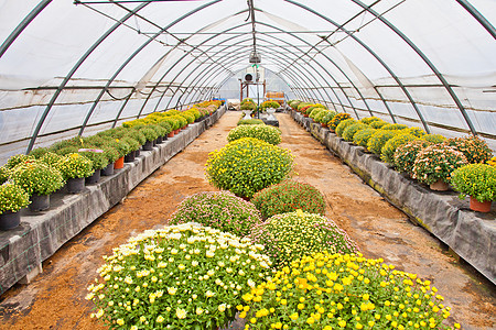 温室农场园艺栽培园林花园苗圃植物群农业植物玻璃图片