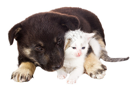 小狗和小猫猫咪朋友摄影宠物休息乐趣哺乳动物爪子头发伙伴图片