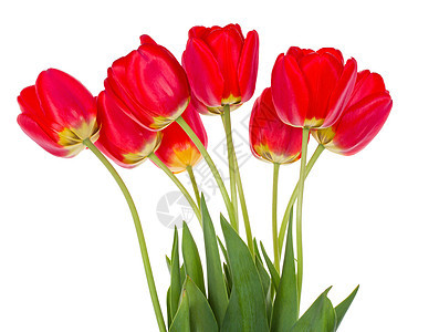 红色郁金香花束植物叶子花瓣白色绿色脆弱性礼物图片