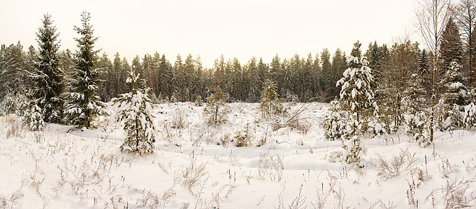 冬季风景树木暴风雪针叶全景季节枞树水晶森林气候城市图片