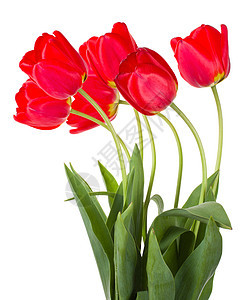 红色郁金香花束绿色礼物植物脆弱性叶子花瓣白色图片