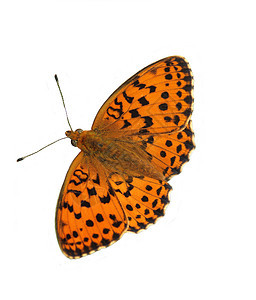 butferly 外地花园蝴蝶渠道飞行宏观绿色昆虫橙子棕色翅膀背景图片