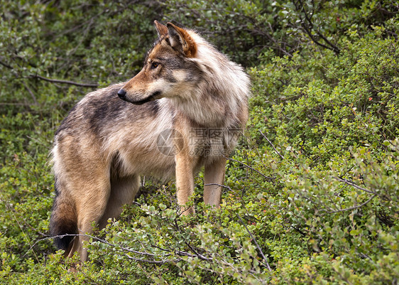 在阿拉斯加德纳利公园的狼图片