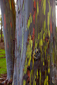 桉树的树干植物群橙子绿色森林生长红色木材条纹黄色热带图片