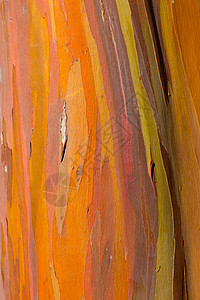 桉树的树干植物热带黄色木材紫色生态生长红色绿色条纹图片