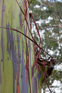 桉树的树干紫色生长植物群木头森林植物条纹热带黄色木材图片