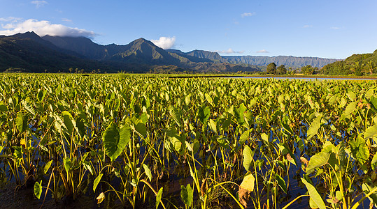 考艾的哈纳莱伊山谷丘陵芋头蔬菜日落旅行农场叶子热带反射植被图片