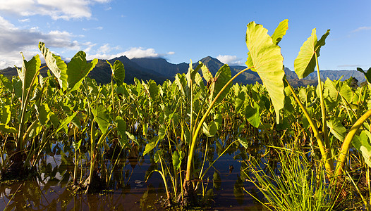 考艾的哈纳莱伊山谷丘陵热带生长蔬菜溪流芋头天空植物日落反射图片
