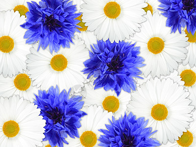 蓝花和白花的背景图片