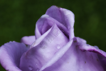 湿紫玫瑰花园花束紫色花瓣植物学植物群生活玫瑰水分水滴图片