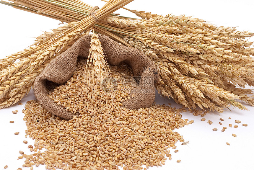零散的袋里有谷物麦子粮食季节食物解雇收成小麦玉米种子耳朵图片