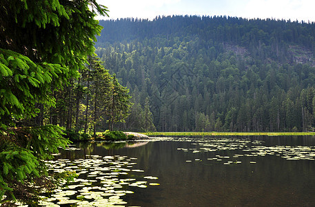 巴伐利亚的Arber湖旅行山脉水域银行木头支撑荒野森林冰川图片