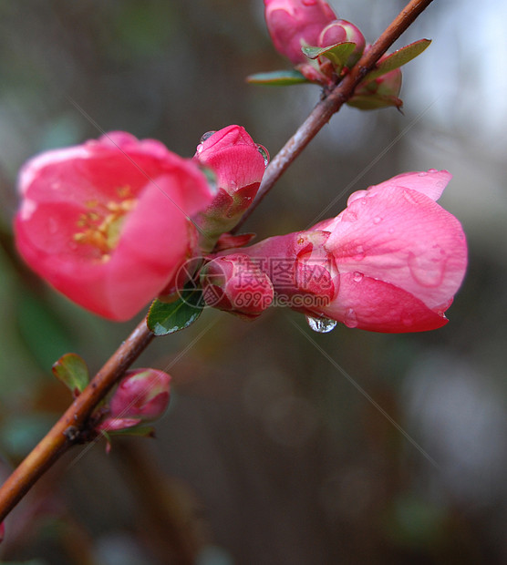 鲜花盛开 有雨滴图片
