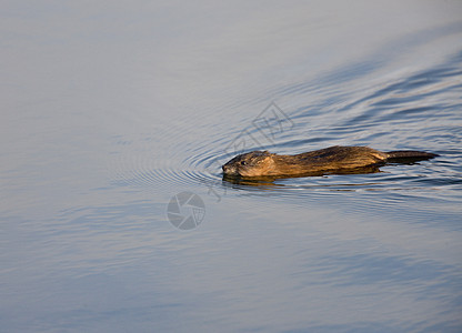 冬季Mushrat游泳捕食者白色哺乳动物动物棕色猫头鹰毛皮野生动物眼睛羽毛图片