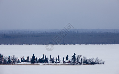 加拿大 萨斯喀彻温多里湖羽毛场景降雪天气白色眼睛森林季节野生动物捕食者图片