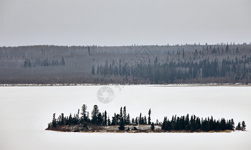 加拿大 萨斯喀彻温多里湖场景眼睛野生动物季节捕食者天气森林猫头鹰降雪羽毛图片