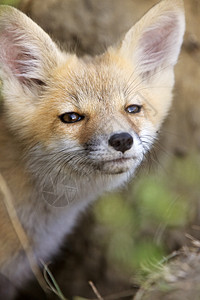 年轻狐狸箱动物眼睛生物主题白色猫头鹰捕食者羽毛狐狸红狐图片