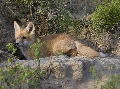 年轻狐狸箱羽毛白色红狐眼睛动物狐狸生物毛皮荒野捕食者图片