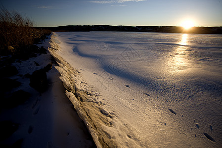 冬季北湖日落阴影白色荒野猫头鹰眼睛捕食者羽毛野生动物图片