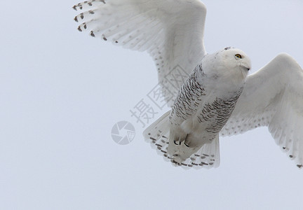 飞行中的雪猫羽毛白色眼睛猫头鹰捕食者野生动物图片