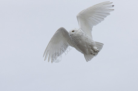 飞行中的雪猫羽毛猫头鹰捕食者白色野生动物眼睛图片