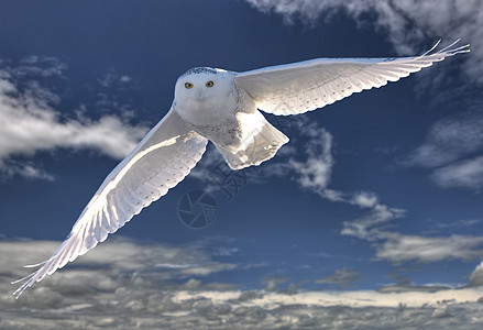 飞行中的雪猫野生动物捕食者羽毛猫头鹰眼睛白色图片