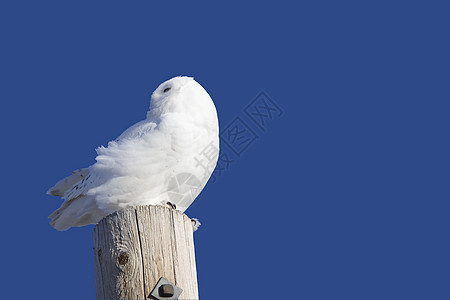 雪花猫头鹰白色捕食者眼睛猫头鹰羽毛野生动物图片