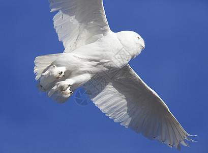 飞行中的雪猫野生动物眼睛猫头鹰白色捕食者羽毛图片
