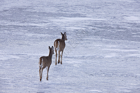 在冰上行走的鹿鹿捕食者棕色野生动物季节白色荒野毛皮眼睛动物羽毛图片