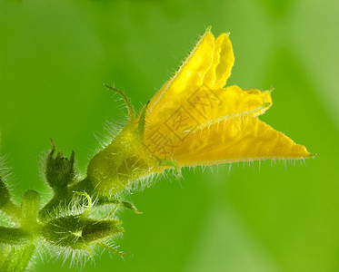 黄瓜花花花瓣蔬菜种植植物黄色雌蕊叶子环境生活花园图片