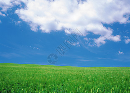 绿地和蓝天空植物农村土地生长太阳农场场地场景天堂国家图片