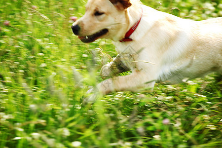 在草地上玩狗感情花园猫科动物幸福小狗猎犬奶油动物毛皮朋友们图片