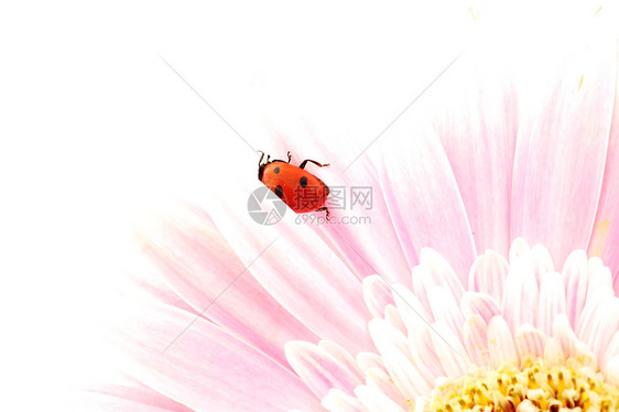 粉红色花朵上的拉虫植物学天空环境宏观太阳生态植物昆虫蓝色漏洞图片