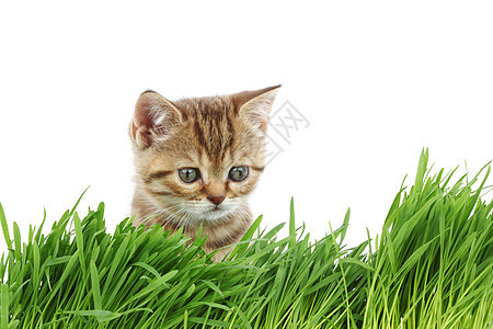 草地后面的猫动物毛皮猫科植物工作室宠物眼睛场地薄荷叶子图片