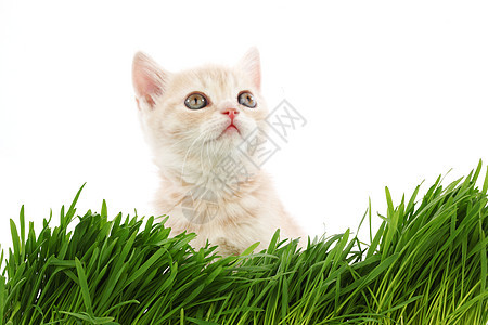 草地后面的猫场地环境头发农场植被植物薄荷猫科工作室动物图片