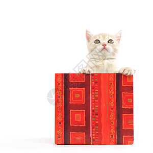 礼品盒中的猫宠物盒子猫咪惊喜毛皮生日爪子星星小猫家庭图片