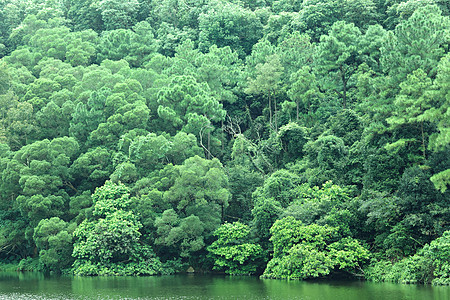 带绿树的湖泊反射环境橙子季节森林公园旅行晴天木头溪流图片