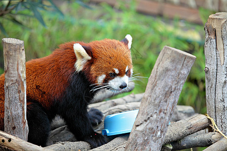 红熊猫树叶荒野宠物竹子公园食肉动物野生动物动物园富根图片