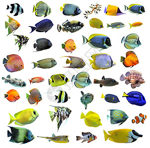 鱼类翼龙橙子大帝蓝色神仙鱼团体水族馆色彩动物鱼缸图片