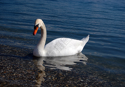天鹅蜜月水禽蓝色白色脖子夫妻优雅家庭羽毛游泳图片