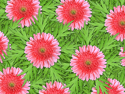 粉红花和绿叶的背景图片