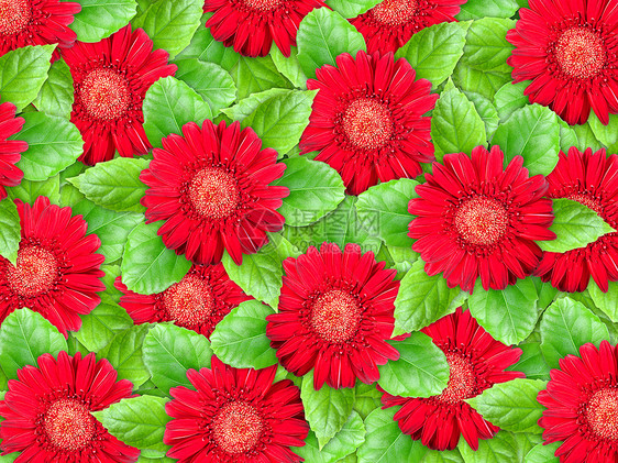 红花和绿树叶的背景图片
